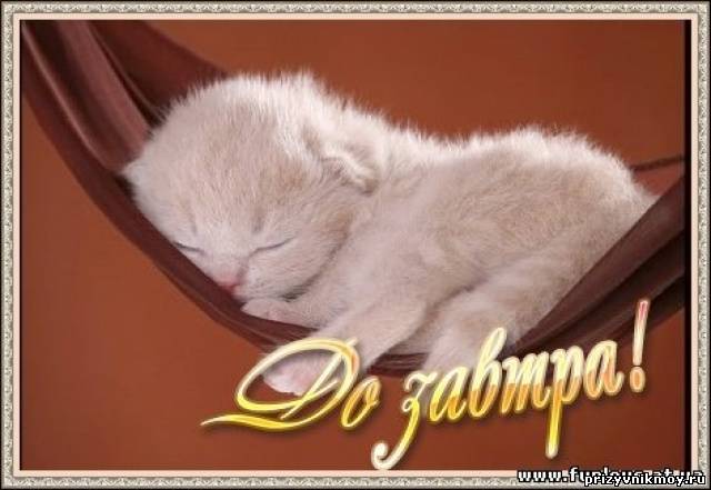 Фото кот, Спокойной ночи сладких снов, Сладких снов я хочу Под утро