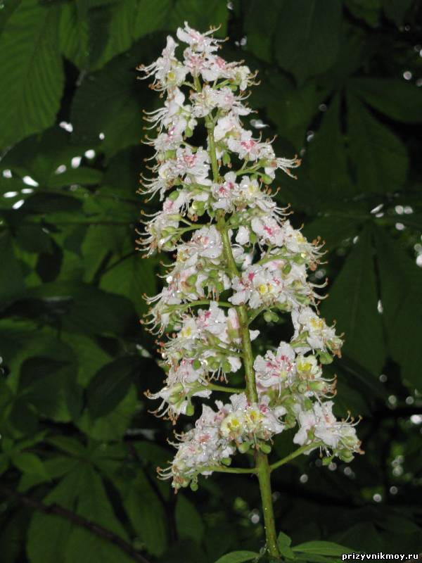 дембель программа отсчета