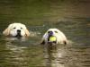 retriversclub
